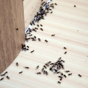 ants in house