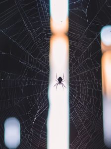spider in house