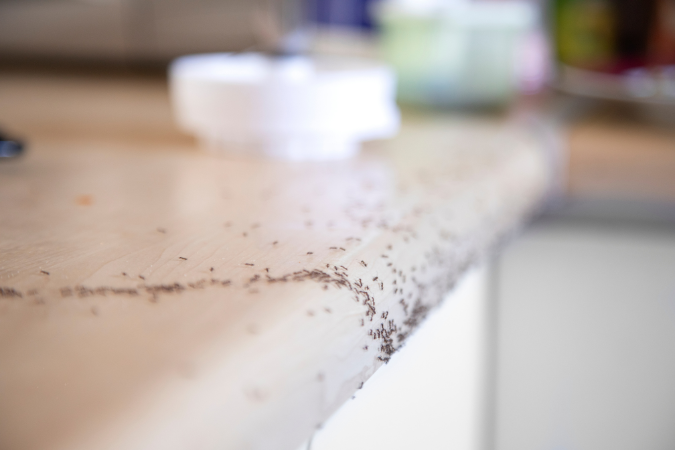 ants in house going after food