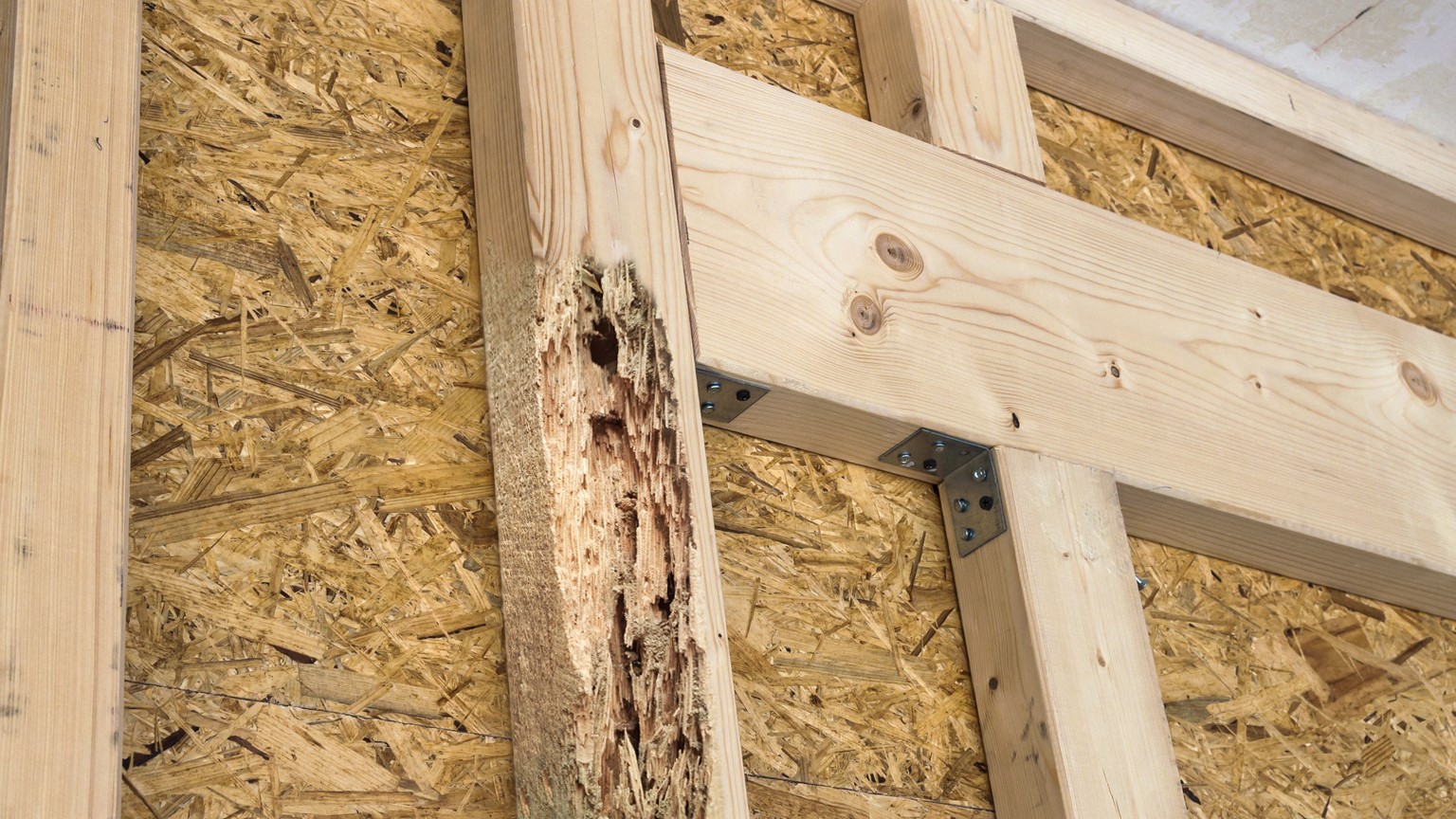 Top Signs of Termite Damage in Dayton Homes